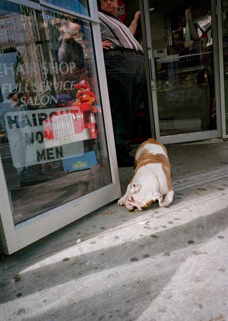 Bulldog, Upper Broadway, &nbsp;2000