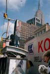 Bichon Frisé, approaching intersection, NYC,  2001